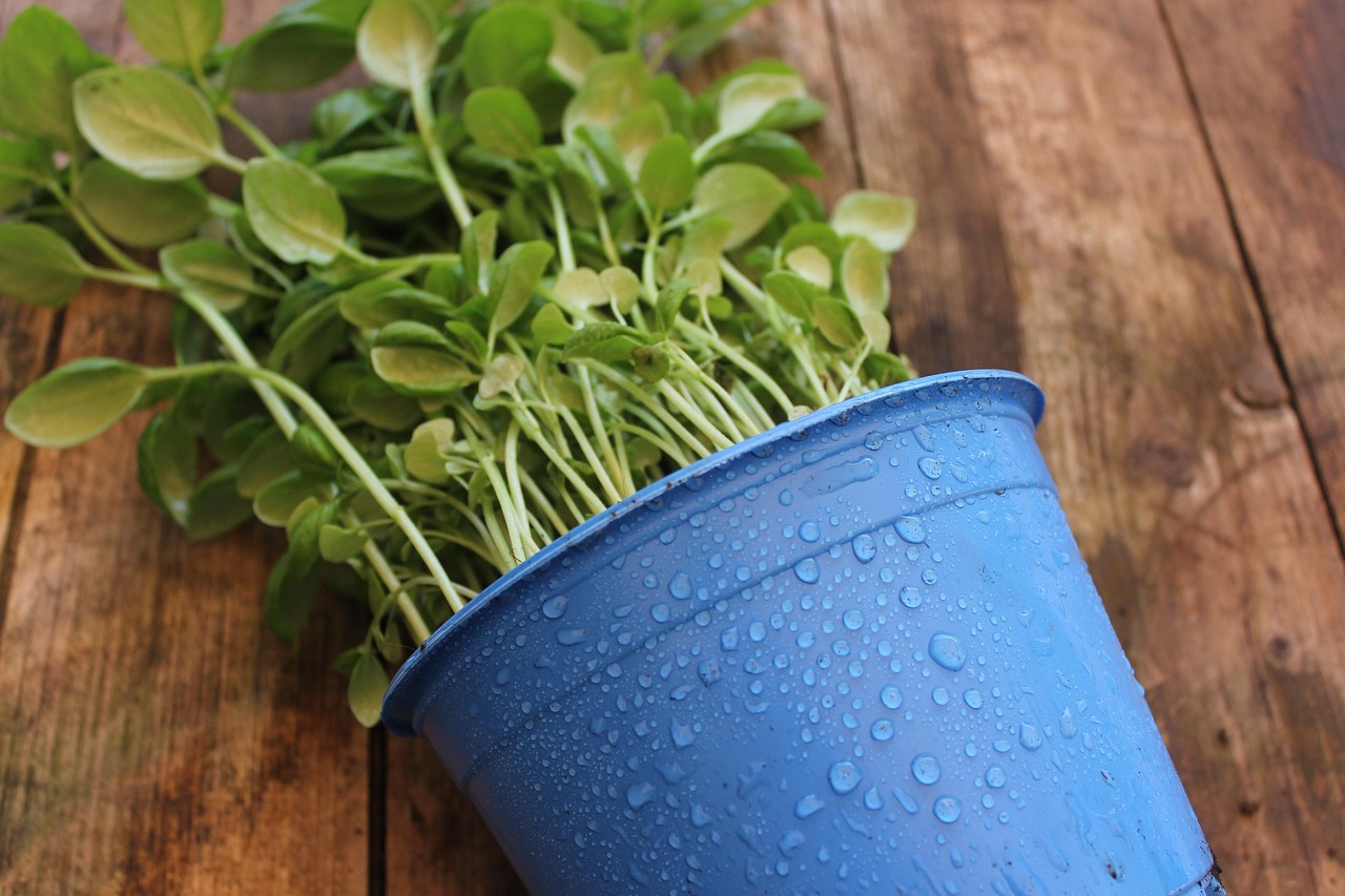 Small pots of fresh herbs on a sunny kitchen windowsill